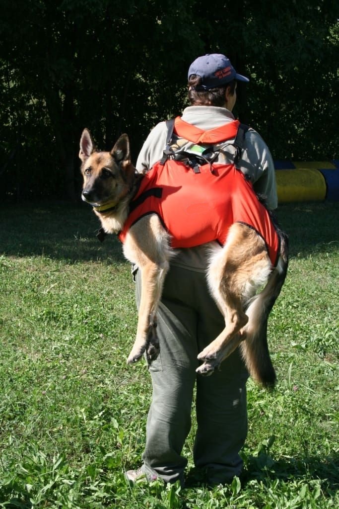 Harnais d'Hélitreuillage chien harnais rouge TELINJECT France